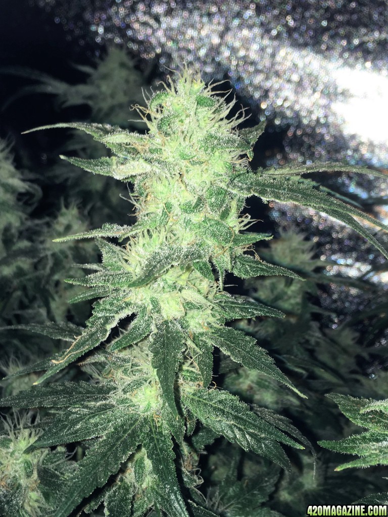 Aurora Indica WK12 Flowering Day 49