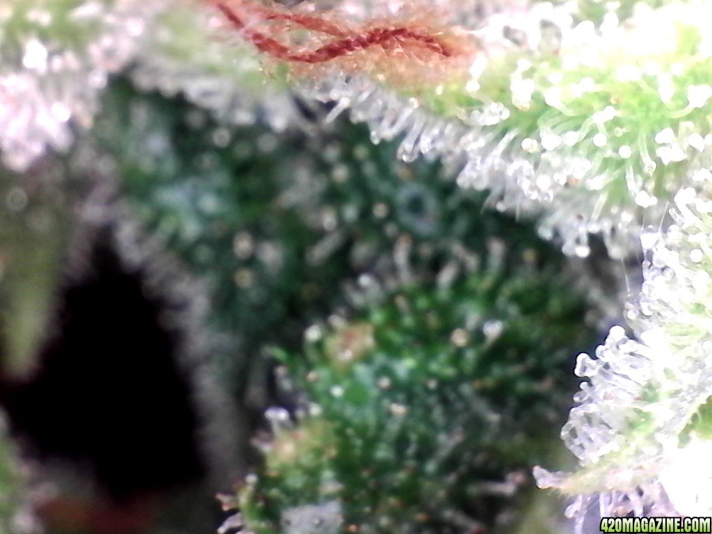 Aurora Indica Wk17 FD85 Trichomes