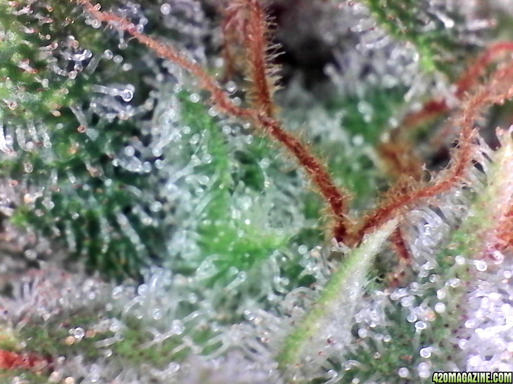 Aurora Indica Wk17 FD85 Trichomes