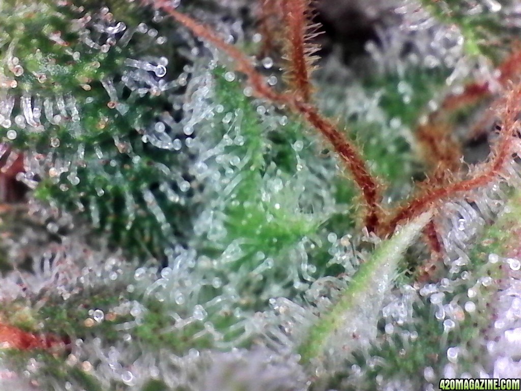 Aurora Indica Wk17 FD85 Trichomes