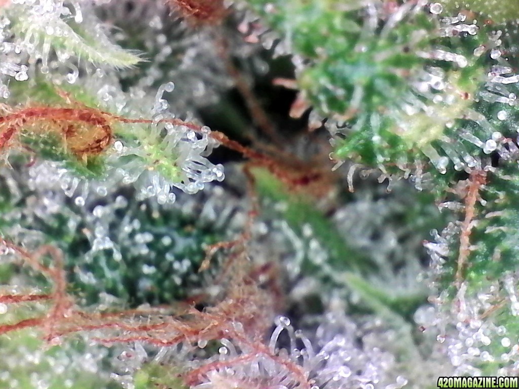 Aurora Indica Wk17 FD85 Trichomes