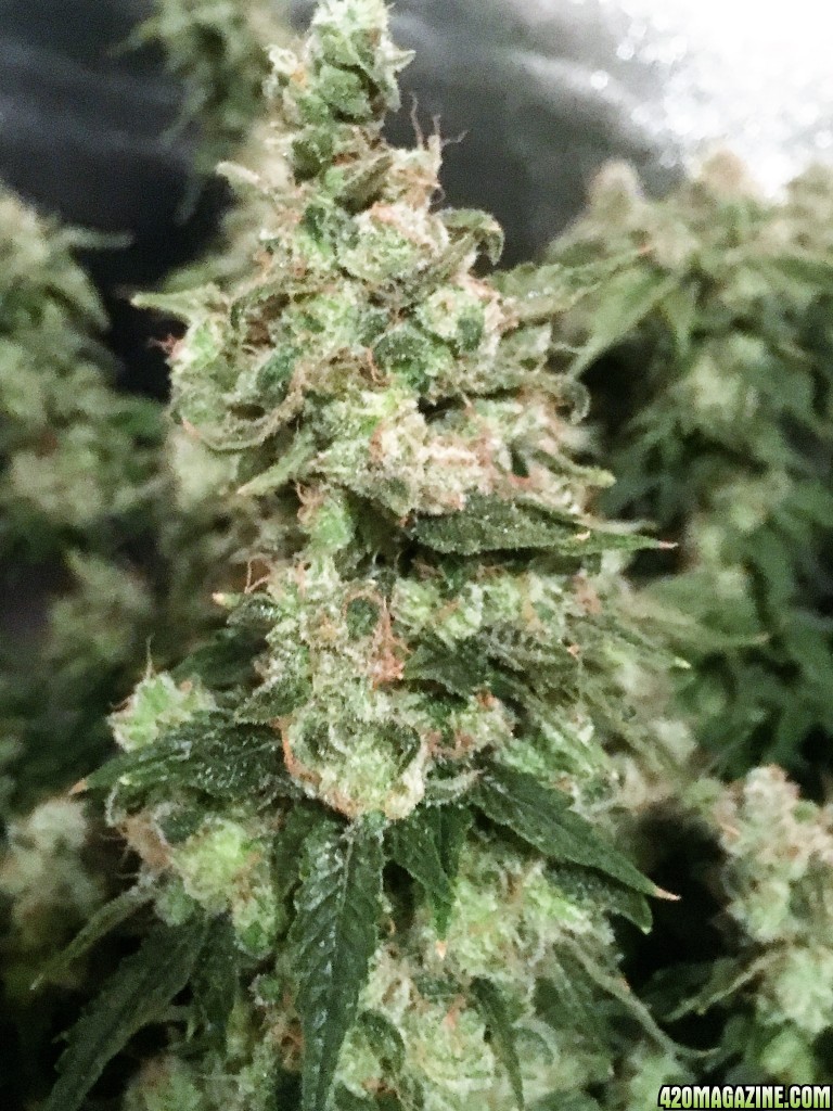 Aurora Indica WK17 FD85