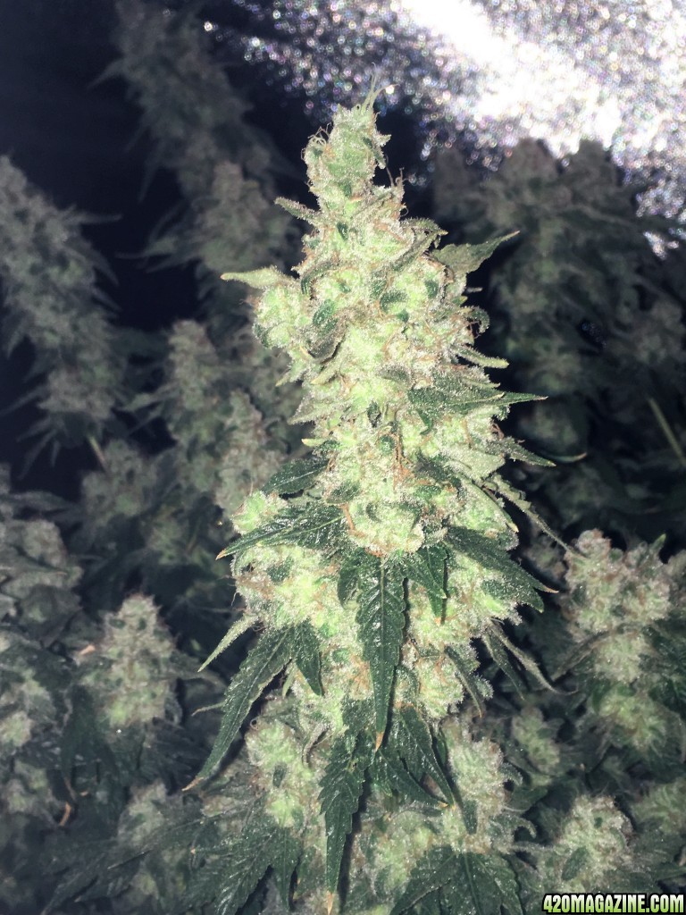 Aurora Indica WK17 FD85