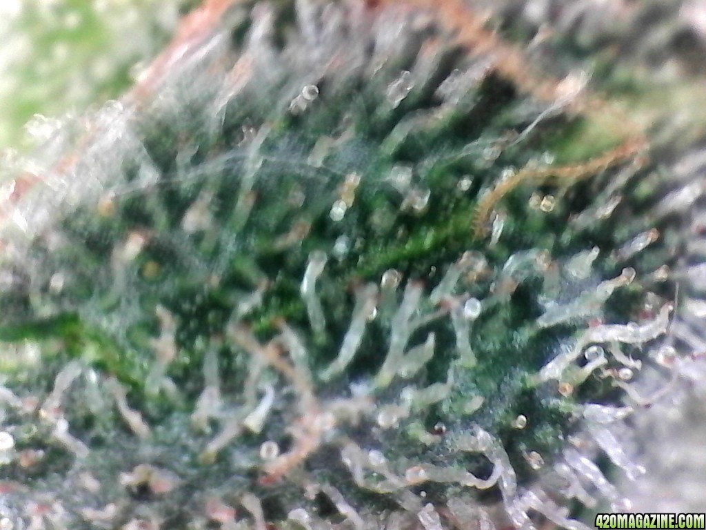 Aurora Indica WK18 F89 Trichomes