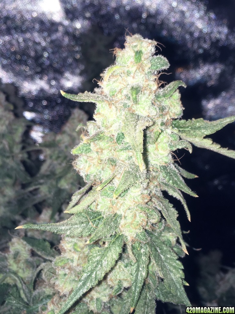 Aurora Indica WK18 FD89