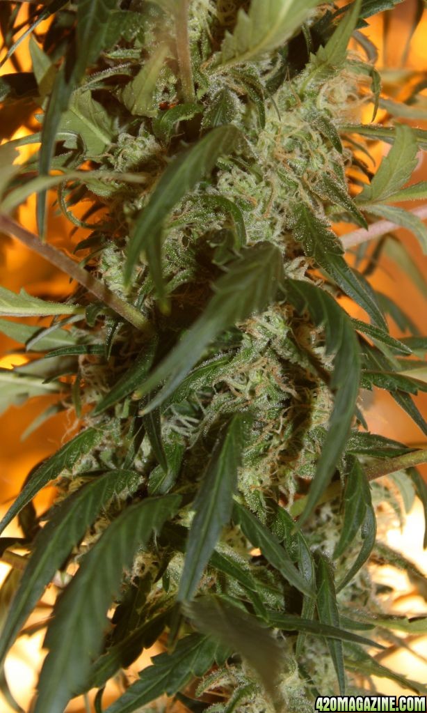 Aurora Indica