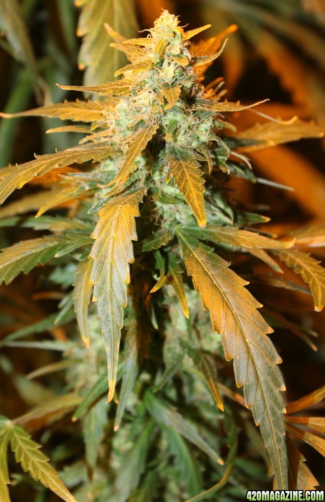 Aurora Indica