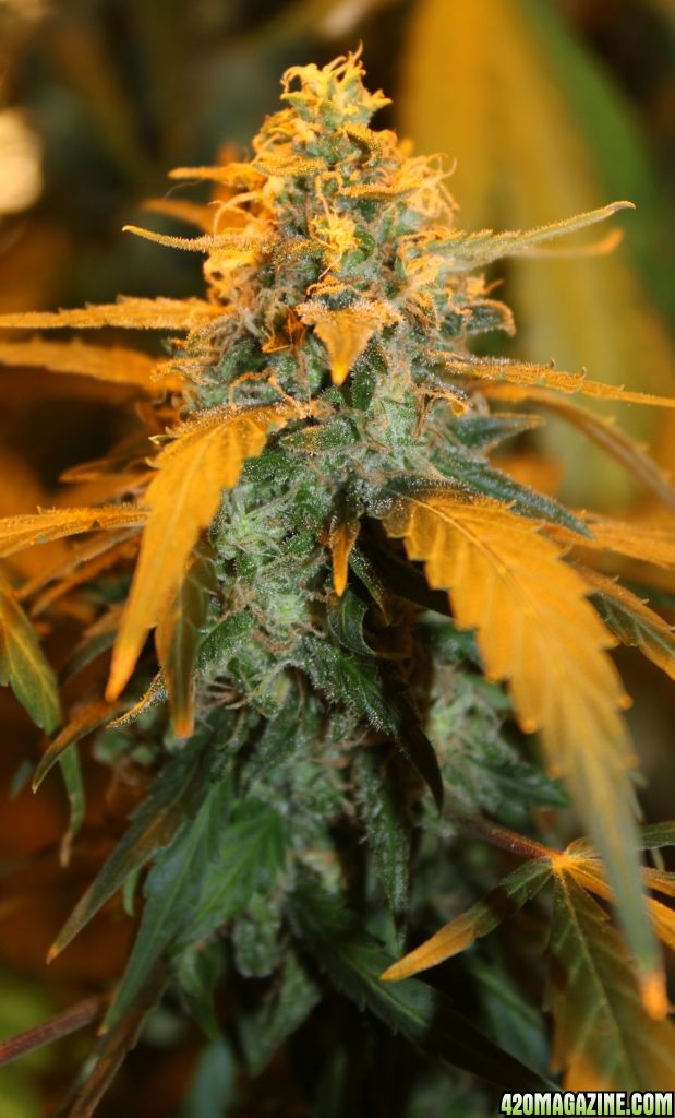 Aurora Indica