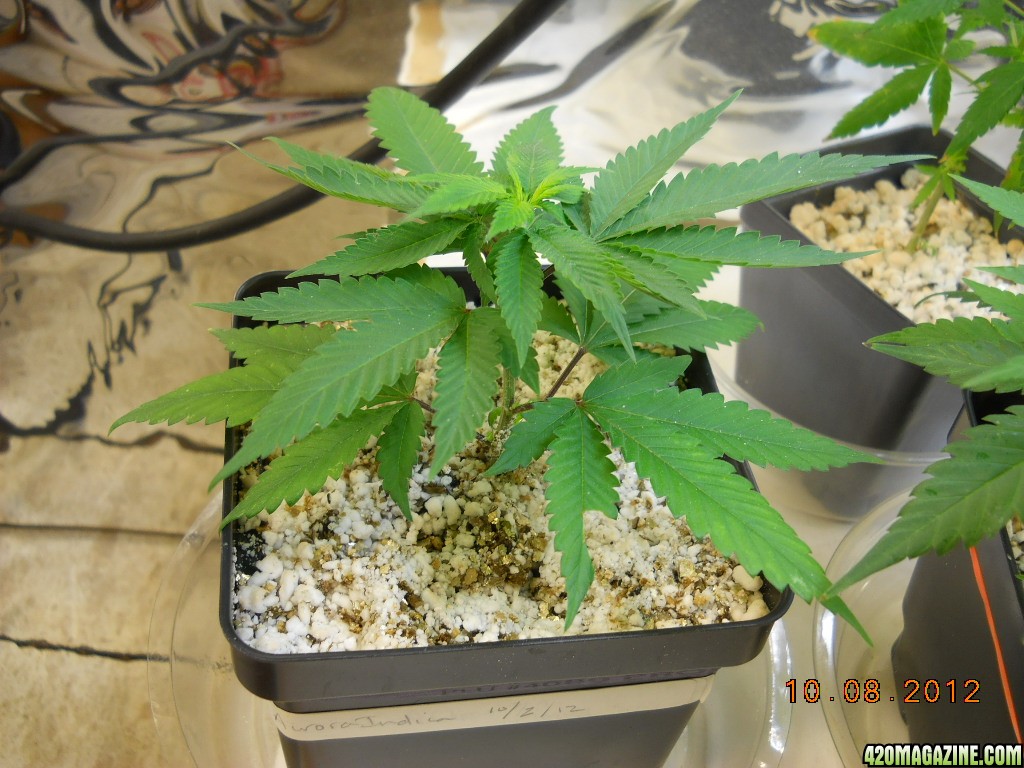 Aurora Indica