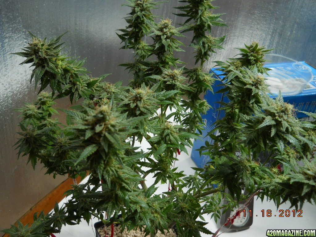 Aurora Indica