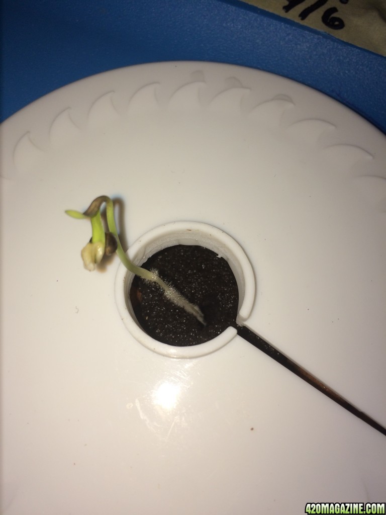 Aurora1 Week 1 Day 3 from seed