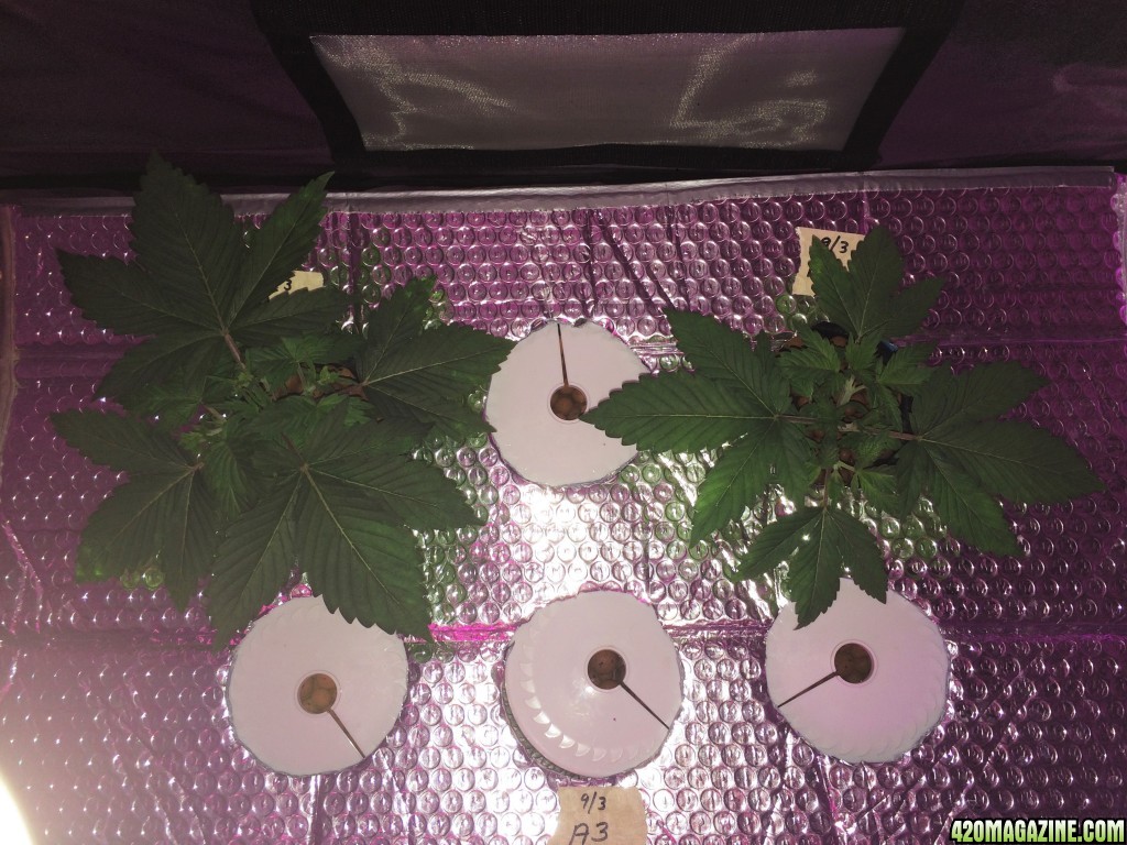 Auroroa Indica Week 3