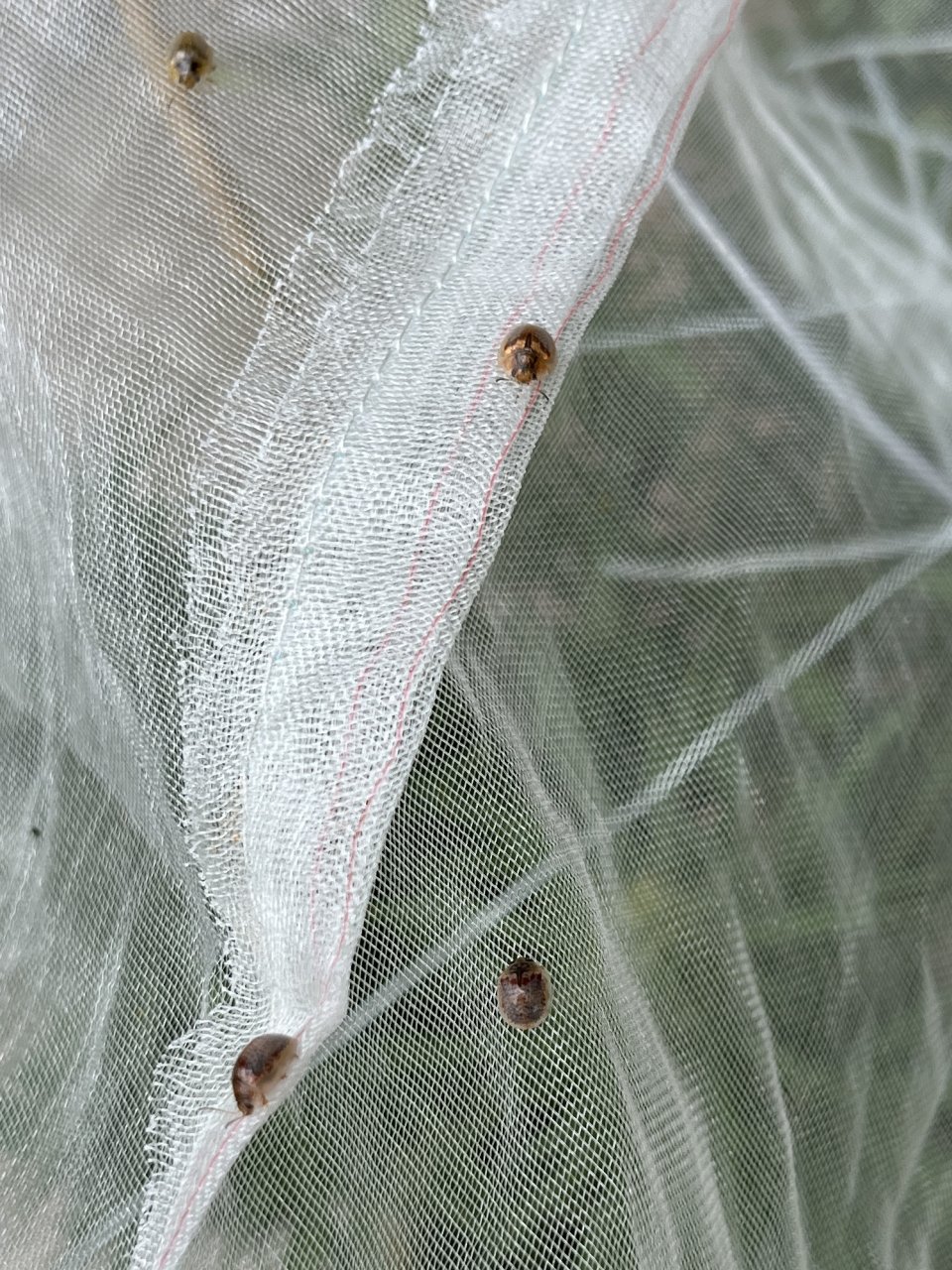 Australian Eucalyptus Beetles