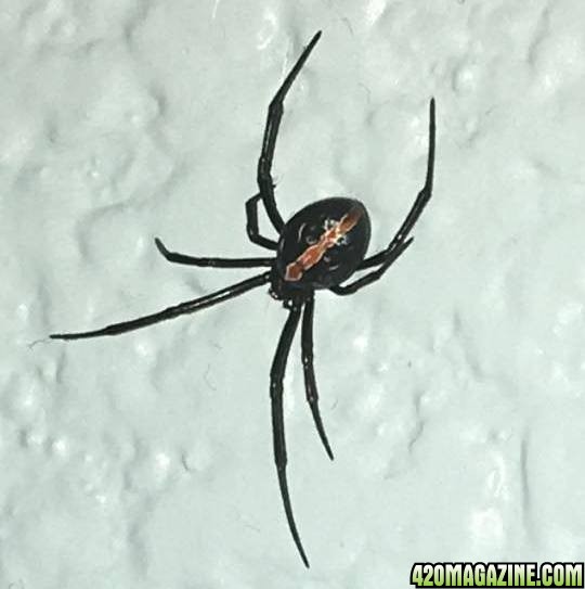 Australian Redback spider