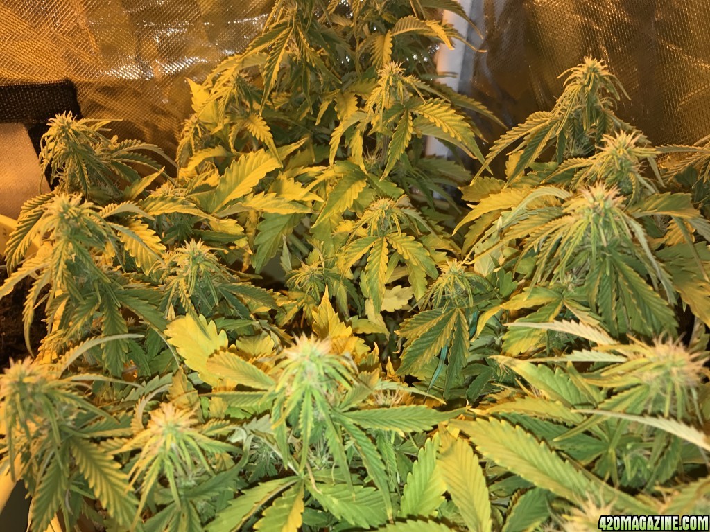 Auto afghan kush day 53