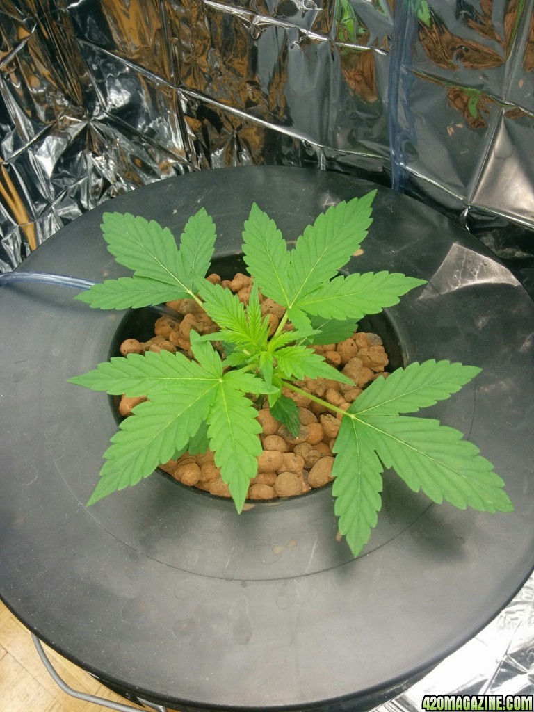 Auto Berry Fem, Topped, T5 Startup