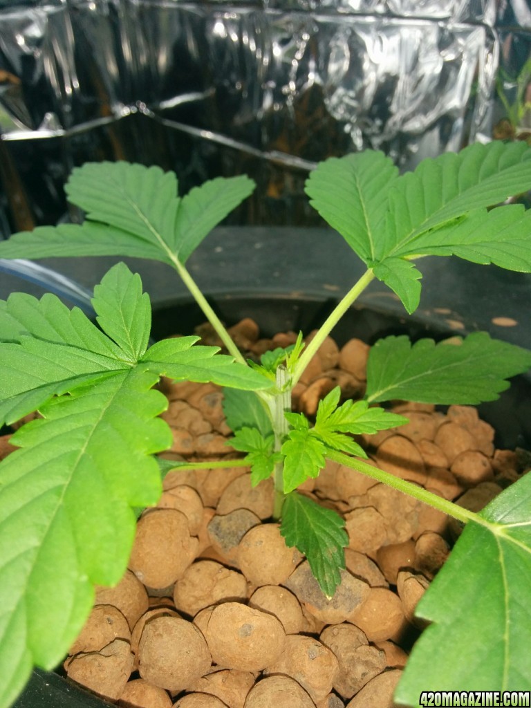 Auto Berry Fem, Topped, T5 Startup