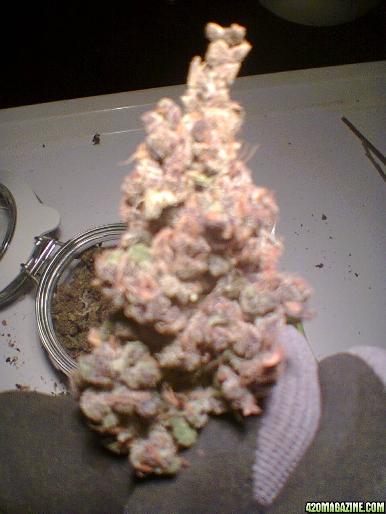 Auto BlackBerry Kush