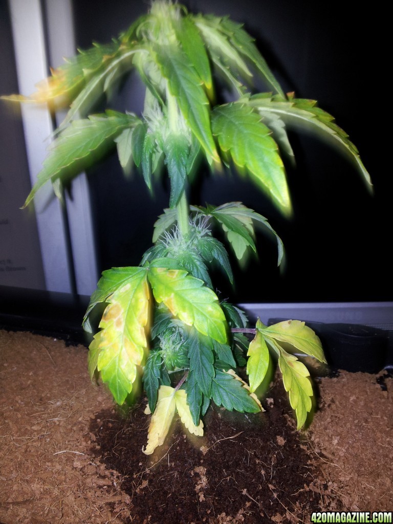 Auto Blueberry - Problems?