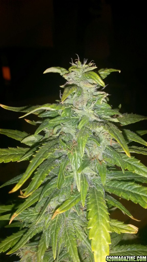 Auto Blueberry