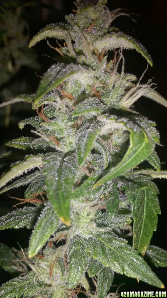 Auto Blueberry