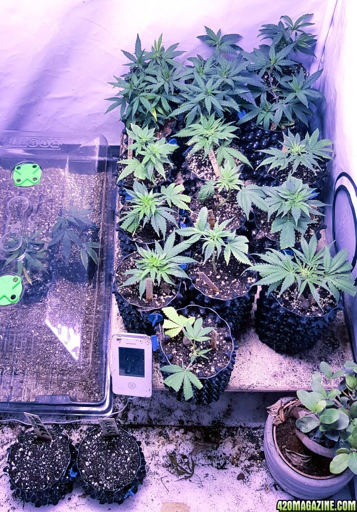 Auto Challenge Day 1 - Jack Herer Automatik - Advanced seeds