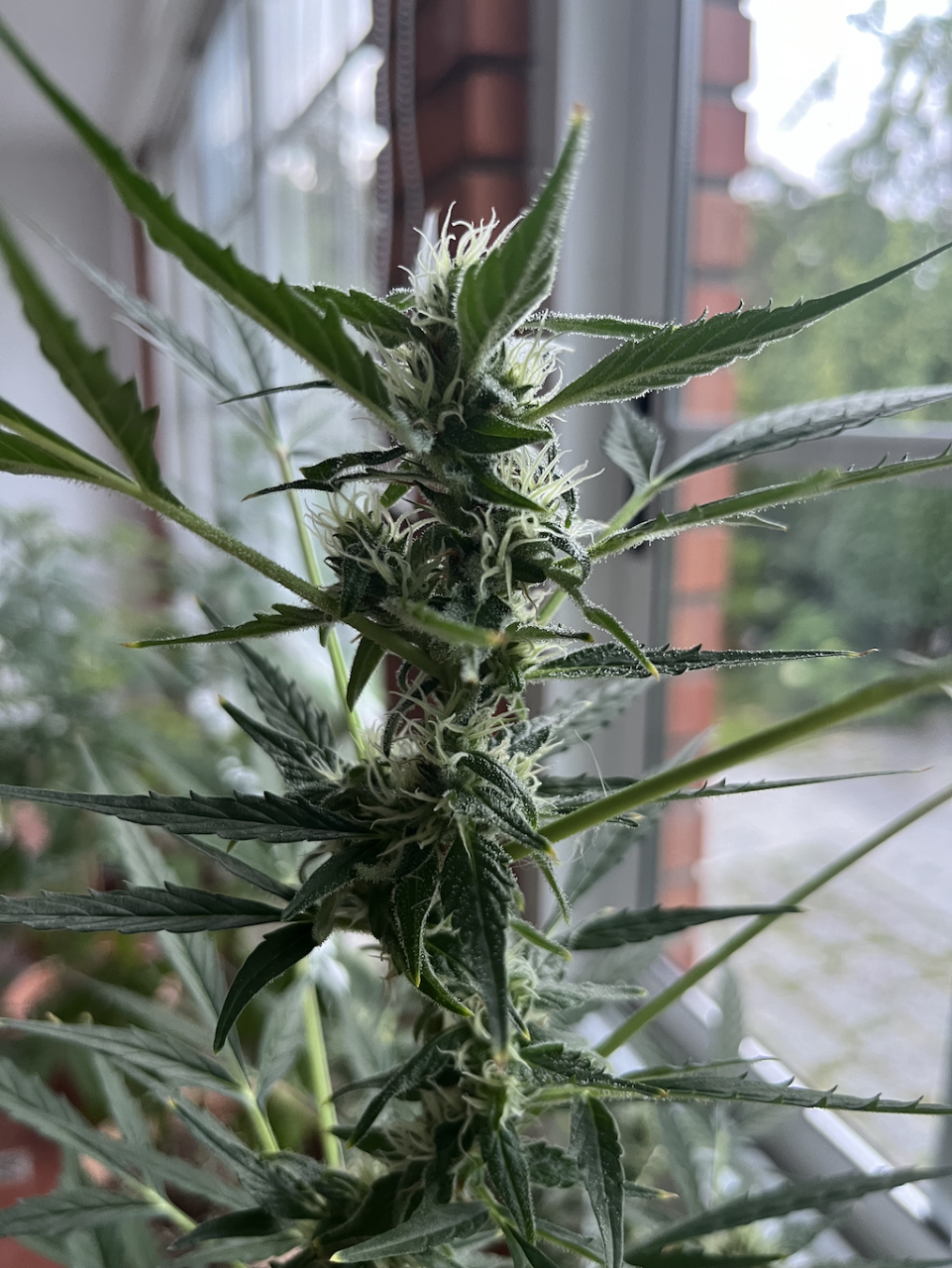 Auto Cookies 10 weeks