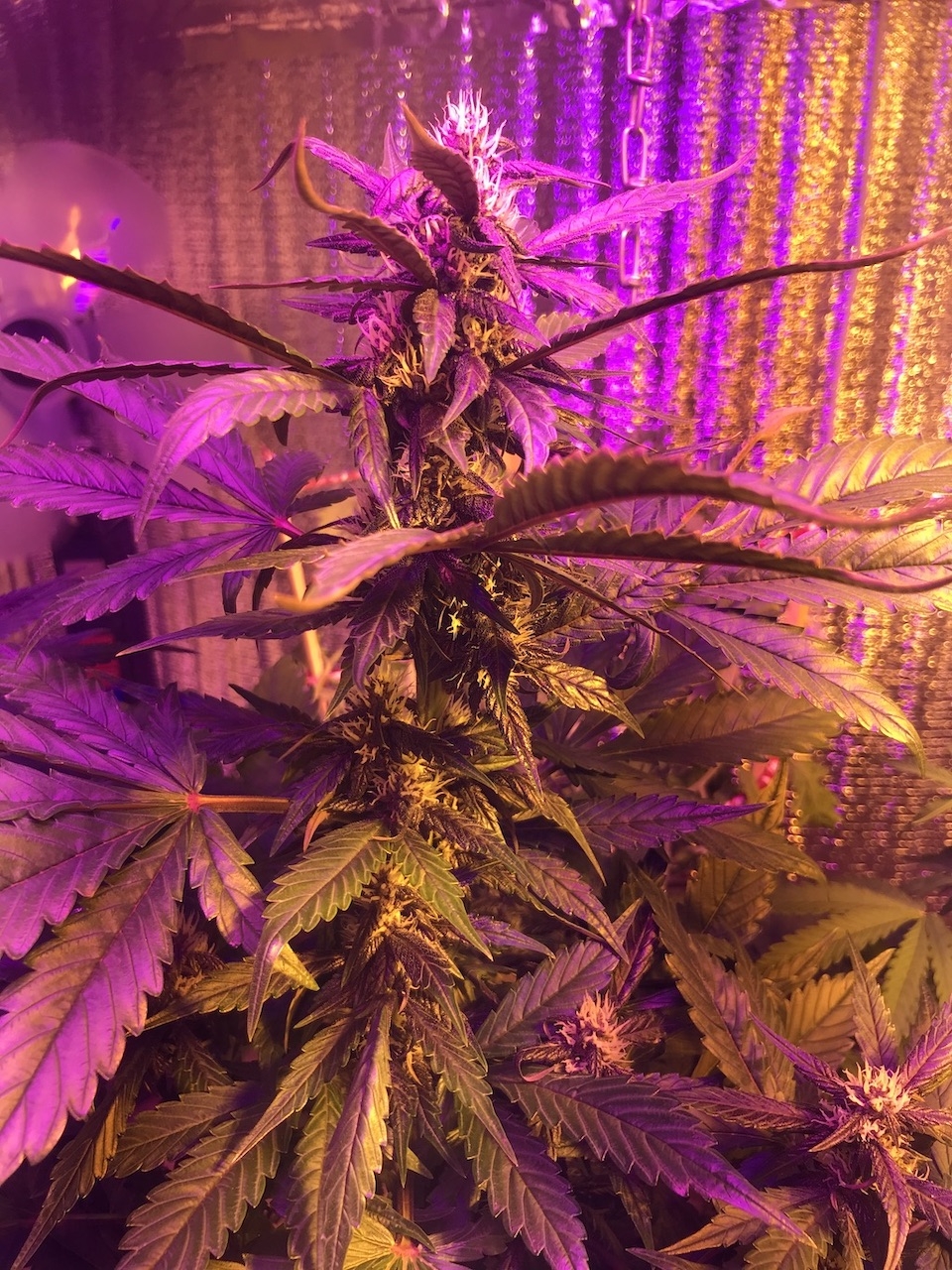 Auto Dark Purple fem from Delicious Seeds