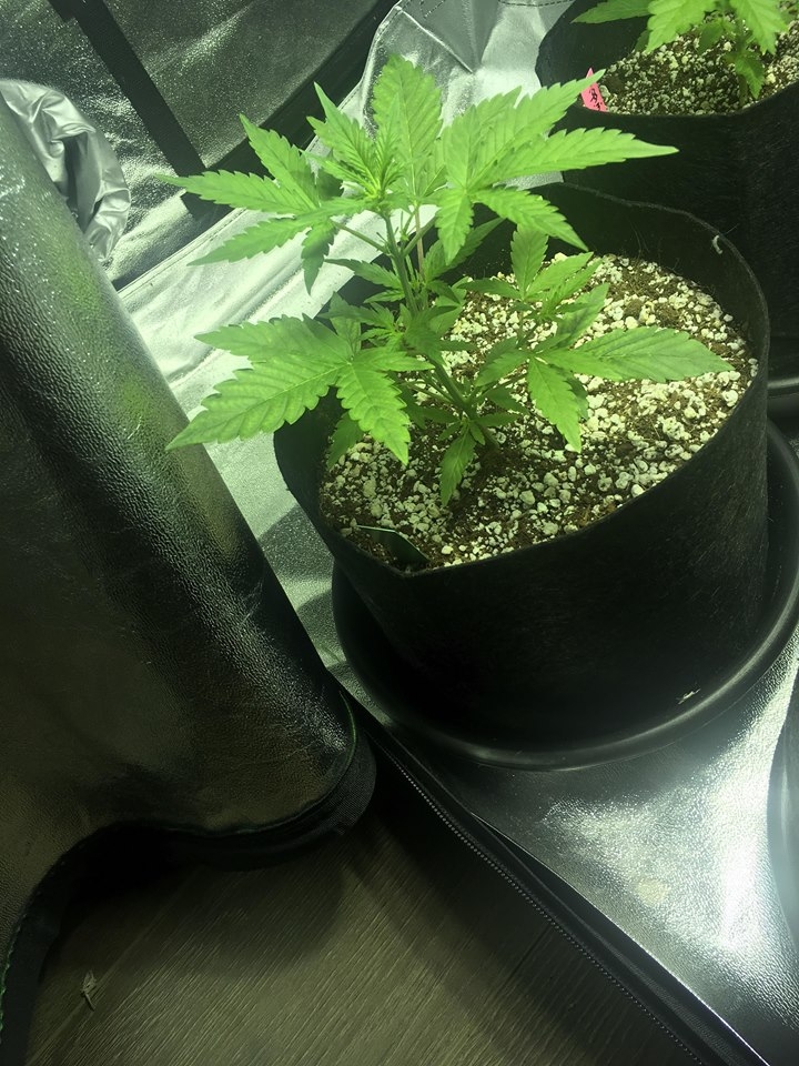 auto day 26(2).jpg