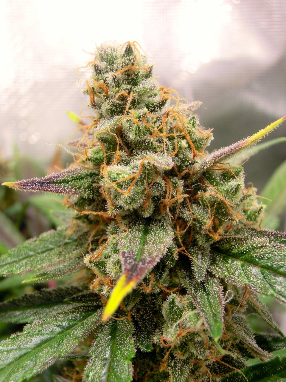 Auto Diesel