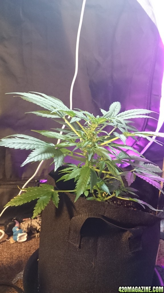 auto, first grow, greenomatic, massassin, led