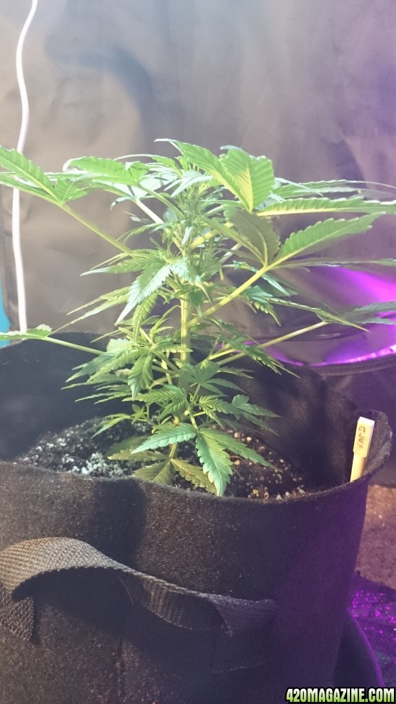 auto, first grow, greenomatic, massassin, led