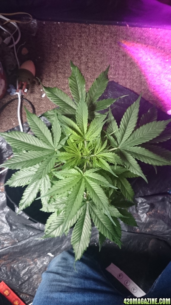 auto, first grow, greenomatic, massassin, led