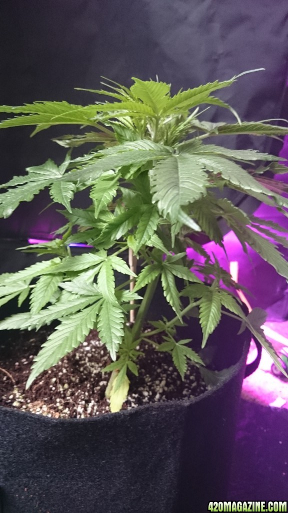 auto, first grow, greenomatic, massassin, led