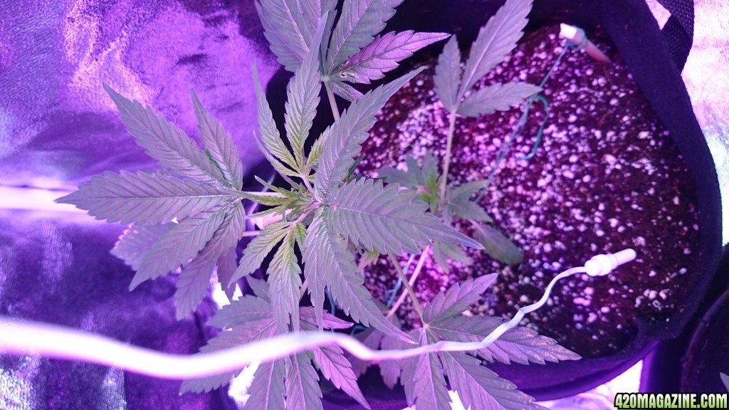 auto first grow massassassin greenomatic led