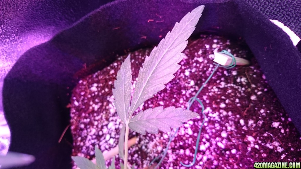 auto first grow massassassin greenomatic led