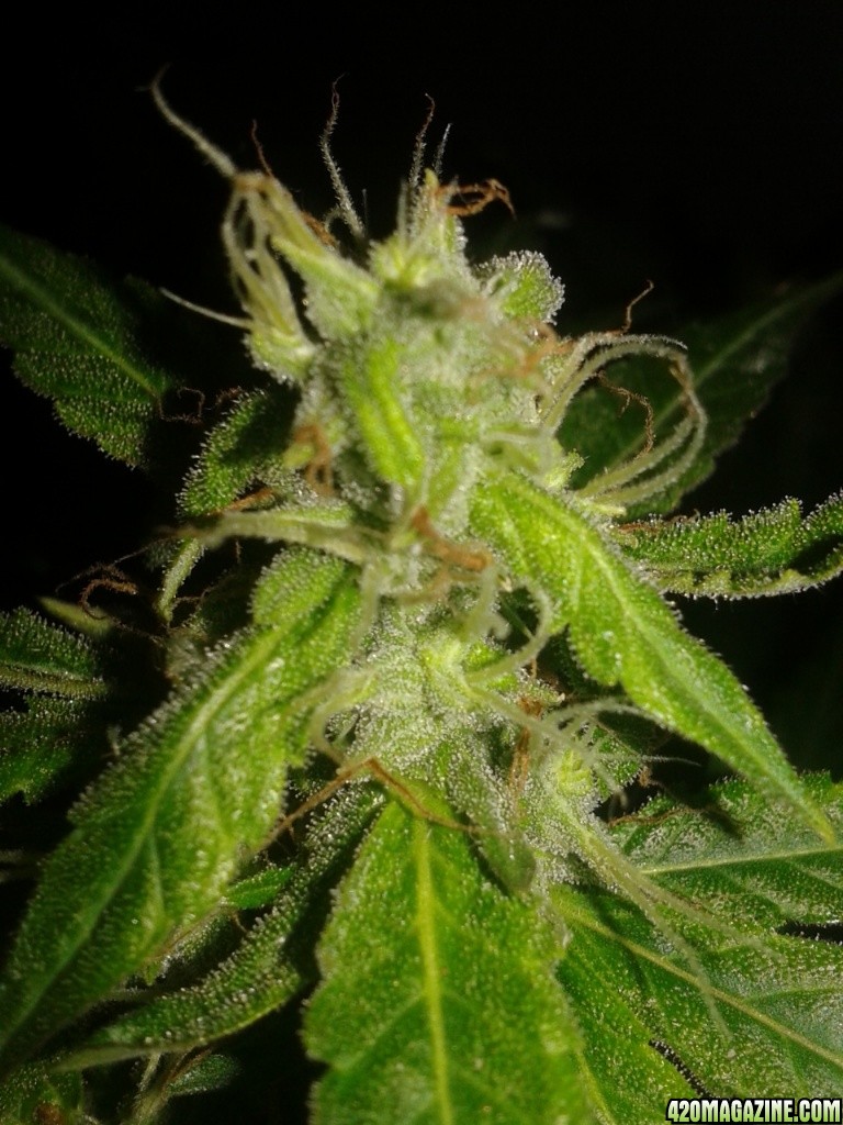 Auto-flower Candy Kush day 75