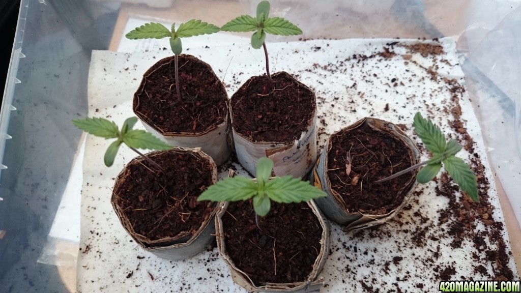 Auto grow 2016  - First grow