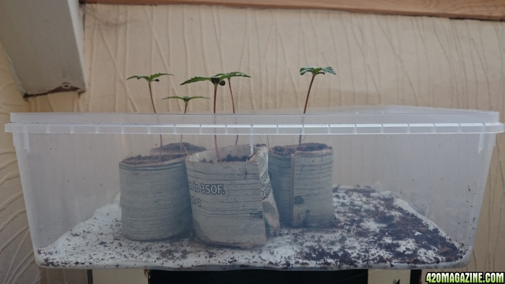 Auto grow 2016  - First grow