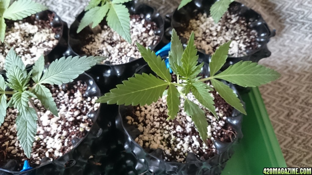 Auto grow 2016  - First grow