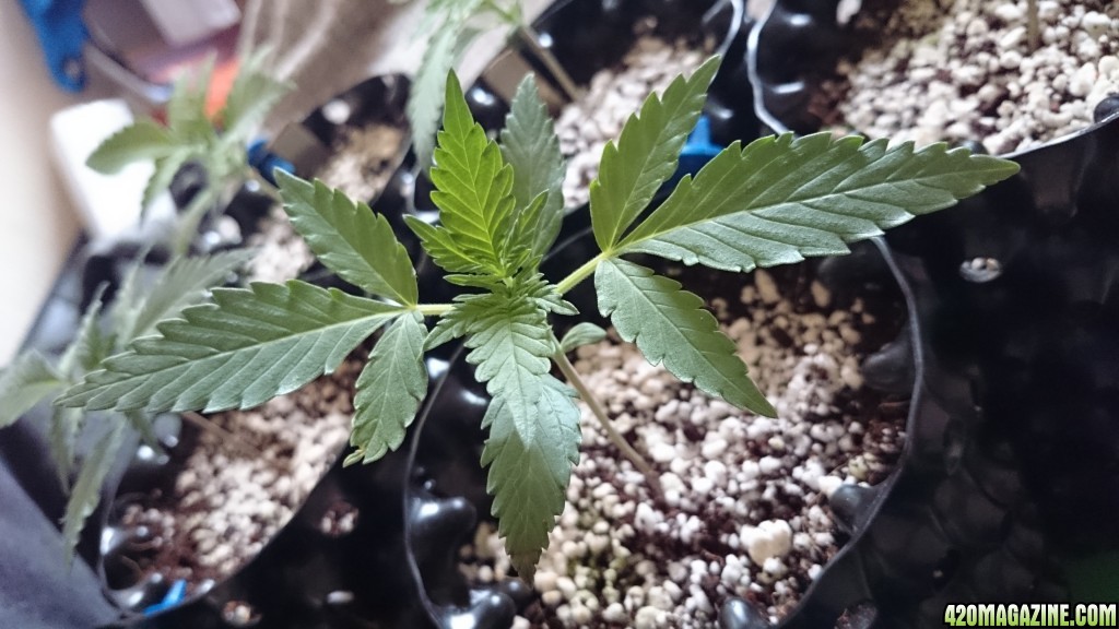 Auto grow 2016  - First grow