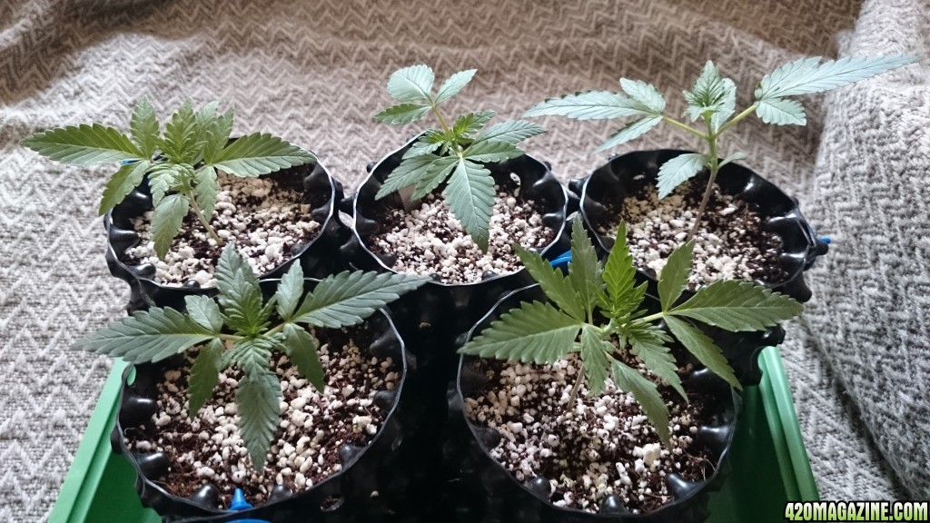 Auto grow 2016  - First grow