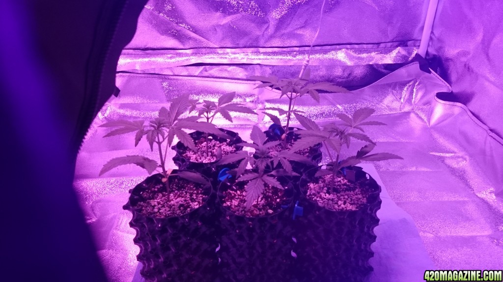 Auto grow 2016  - First grow