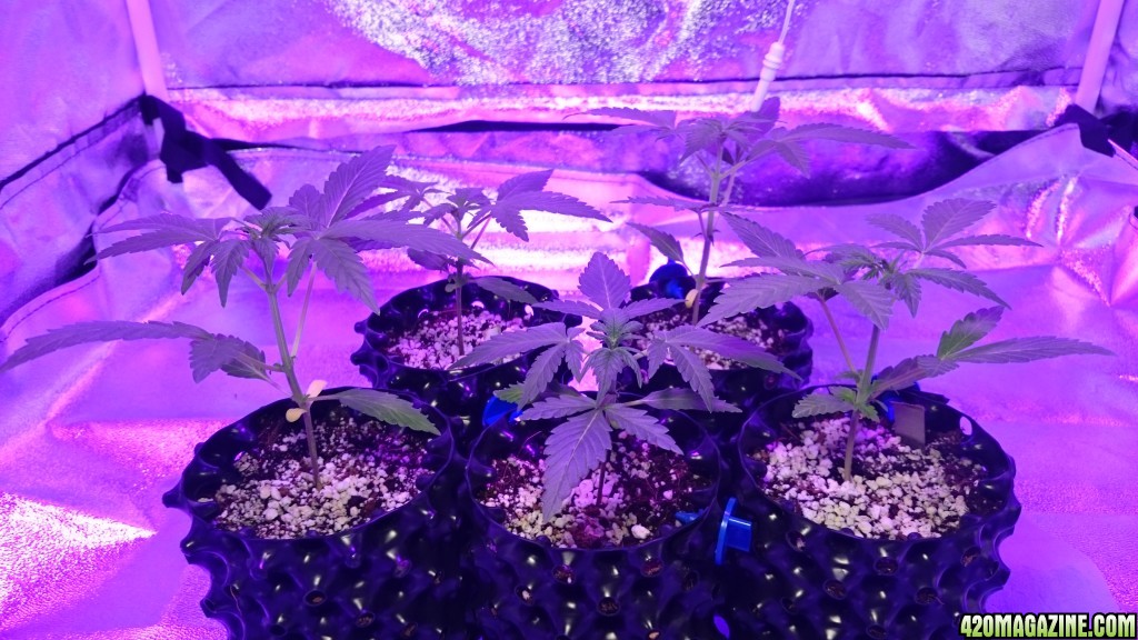 Auto grow 2016  - First grow