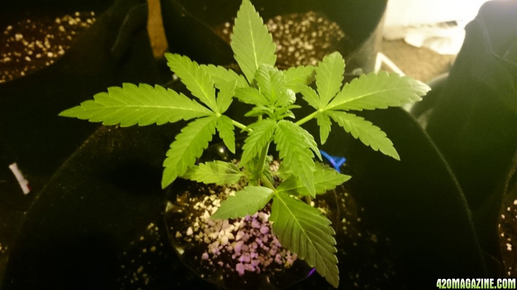 Auto grow 2016  - First grow