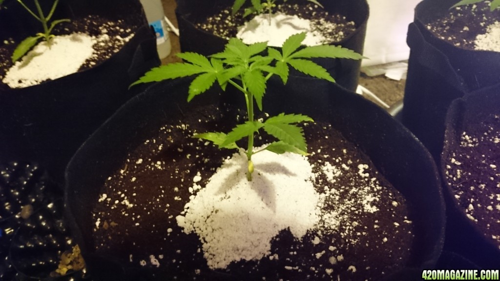 Auto grow 2016  - First grow