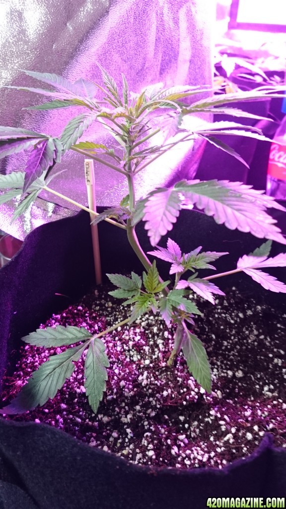 Auto grow 2016 green-o-matic auto massassassin - First grow