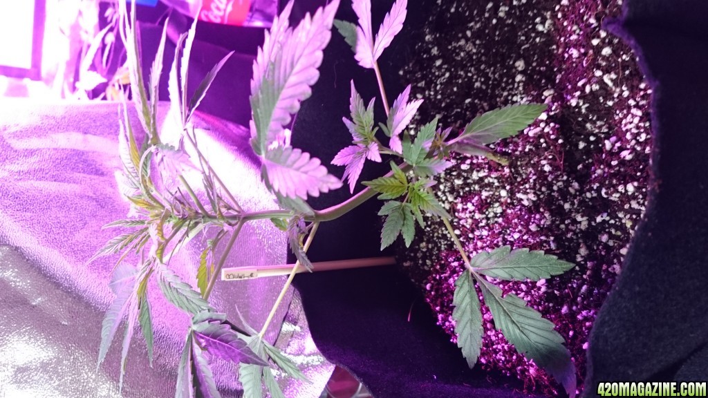 Auto grow 2016 green-o-matic auto massassassin - First grow