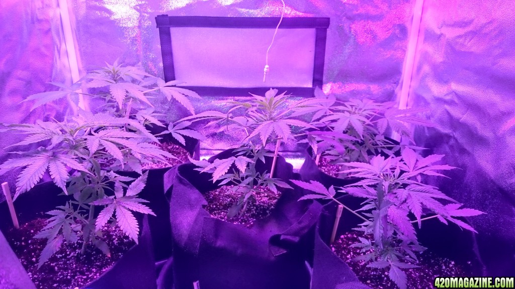 auto grow 2016, greenomatic, auto massassin, sensi skunk, silver haze#9, au