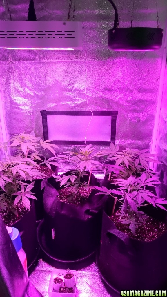 auto grow 2016, greenomatic, auto massassin, sensi skunk, silver haze#9, au